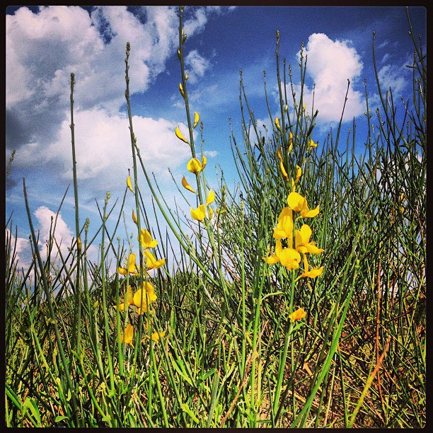 La primera ginesta de l'any - regal de la Mònica Surís - Abril 2013